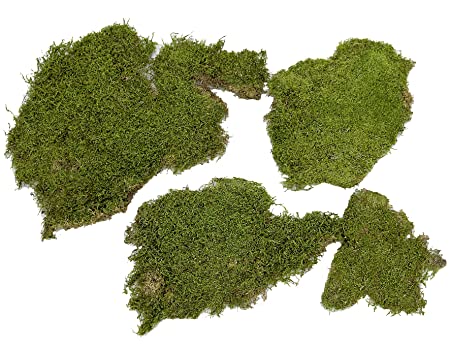 moss for moss bowl